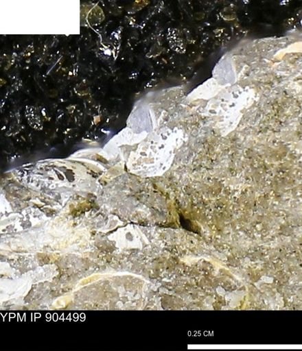 undet. Mollusca