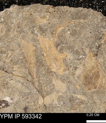 undet. Bivalvia