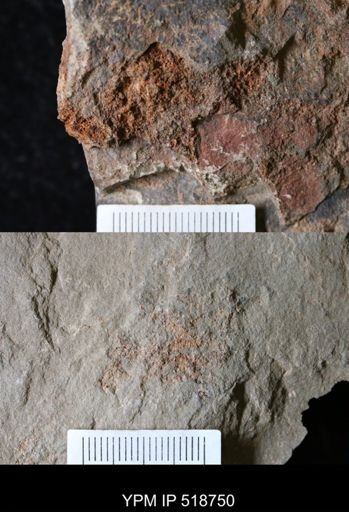 undet. Echinodermata