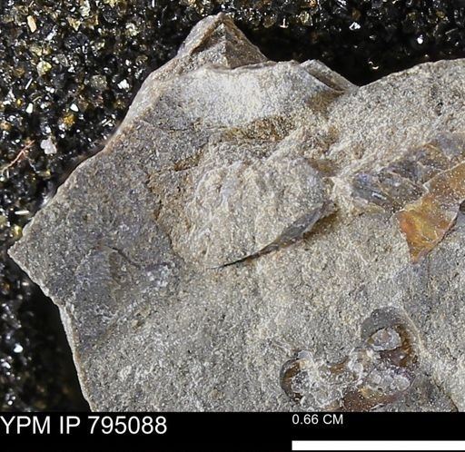 undet. Mollusca