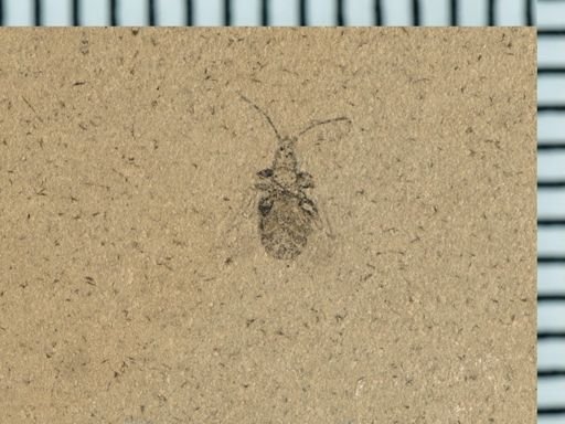 undet. Heteroptera