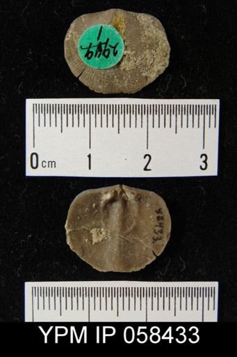 Dalmanella subcarinata