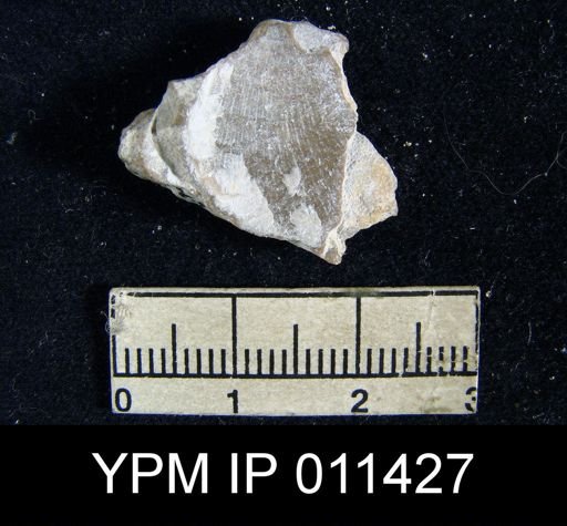 Orthothetina sp.