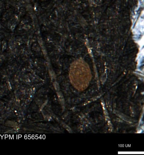 undet. Foraminiferida