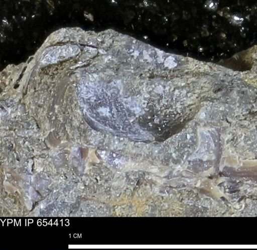 Mollusca