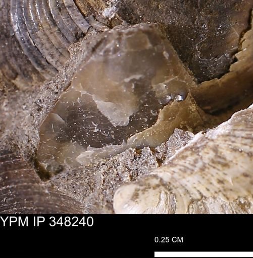 undet. Mollusca