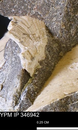 undet. Bivalvia