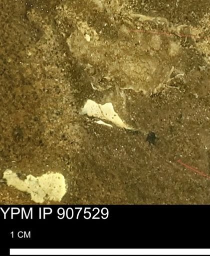 undet. Mollusca