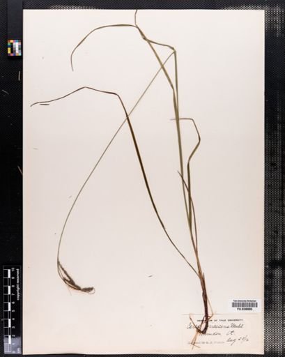 Carex virescens
