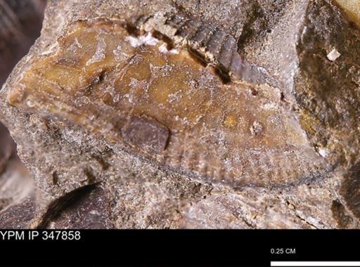 undet. Bivalvia