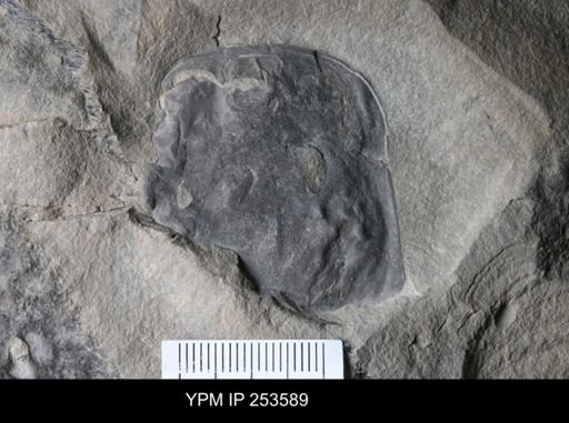Eurypterida