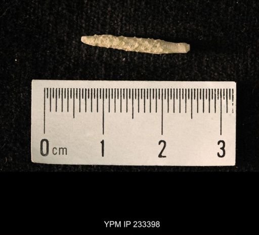Archaeocidaris sp.