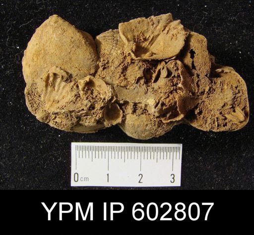 Plethorhyncha sp.
