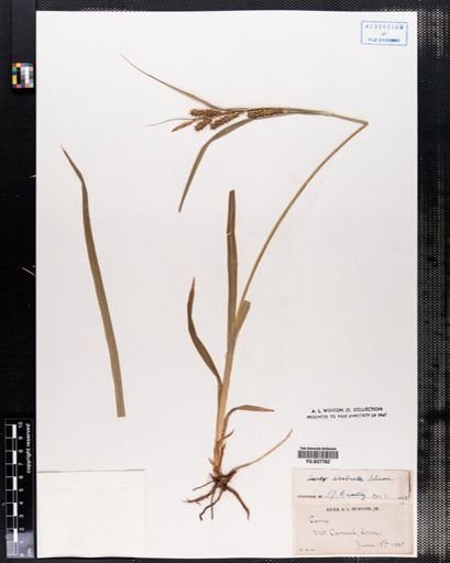 Carex