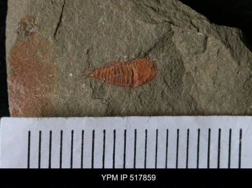 undet. Synziphosurina