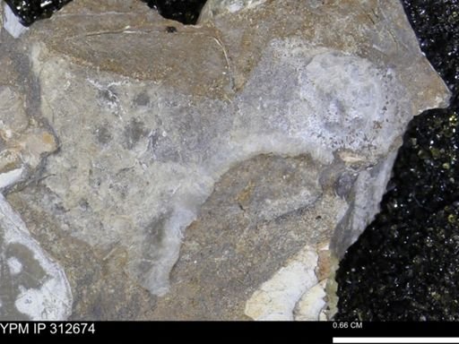 Phelopteria linguaeformis