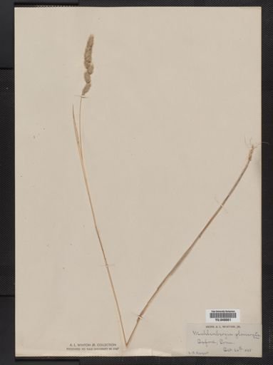 Muhlenbergia glomerata