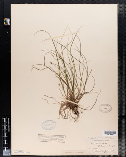Carex varia