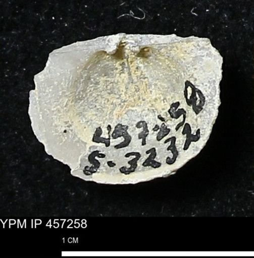 Pholidostrophia iowaensis