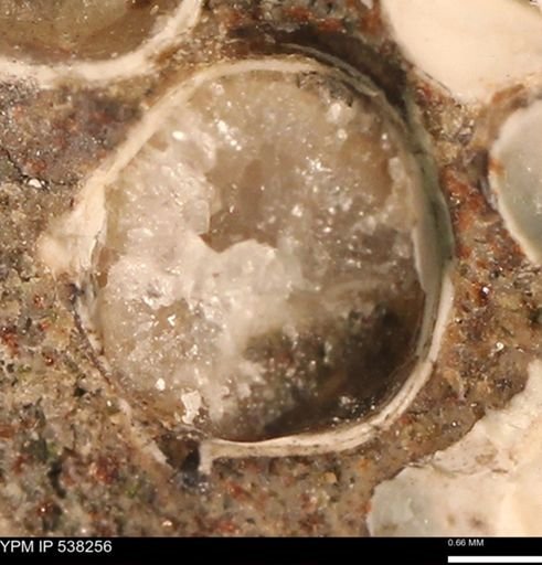 Corbulamella gregaria