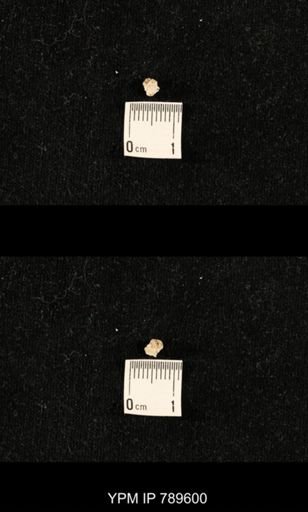 undet. Bryozoa