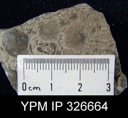 Schuchertella subplana