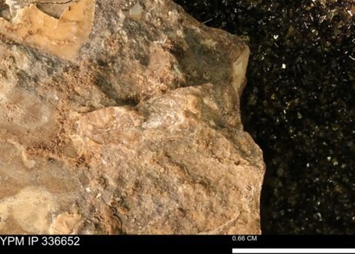undet. Mollusca