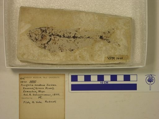 Knightia eocaena
