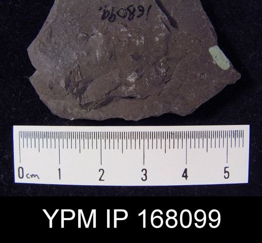 Pholidops hamiltoniae