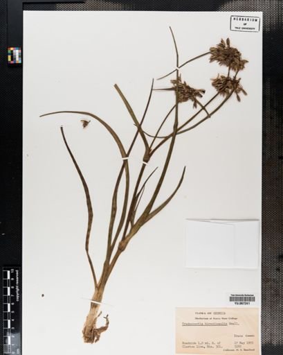 Plantae