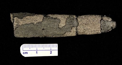 Calamites sp.