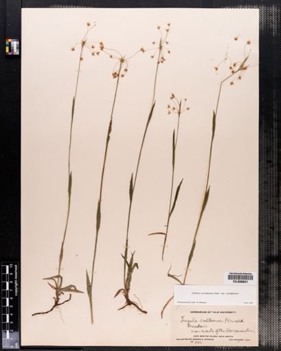 Luzula acuminata