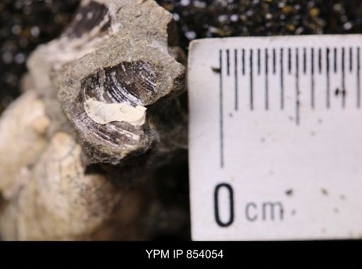 Limopsis striatopunctatus
