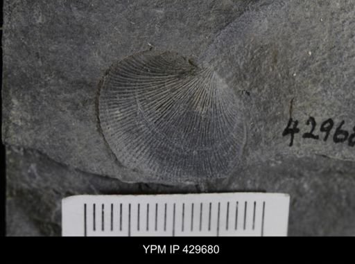Orthida