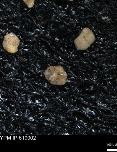 undet. Foraminiferida