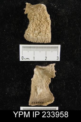 Dictyoclostus americanus