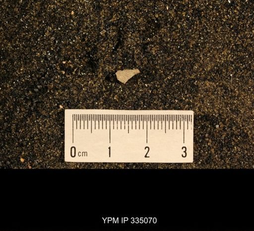 Lophophyllum profundum