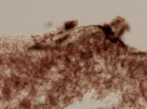 Haliclona (Haliclona)?