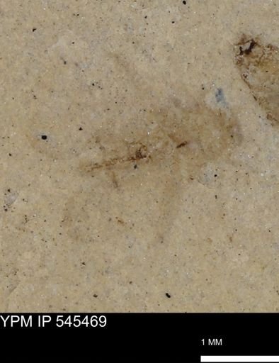 Insecta?