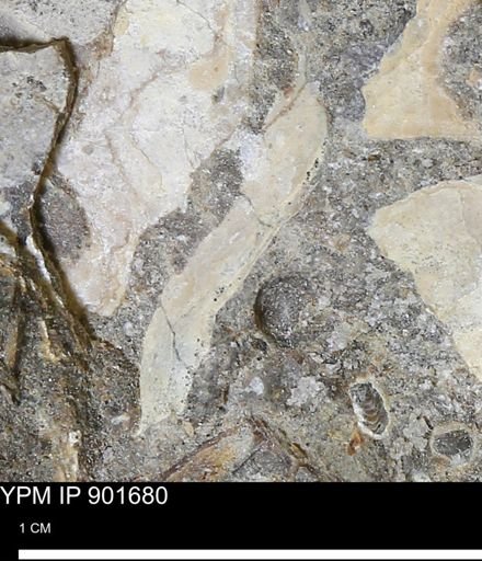 Inoceramus sp.