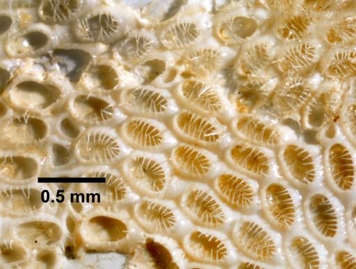 Electra monostachys