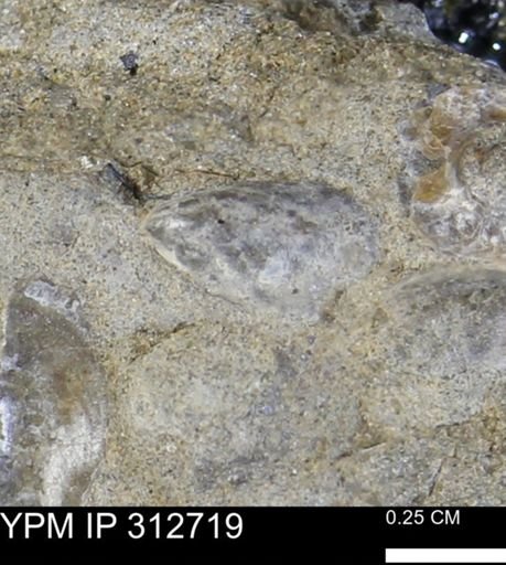 Phelopteria linguaeformis