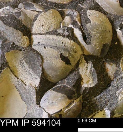 Limopsis? striatopunctatus