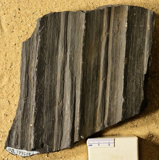 Sigillaria sp.