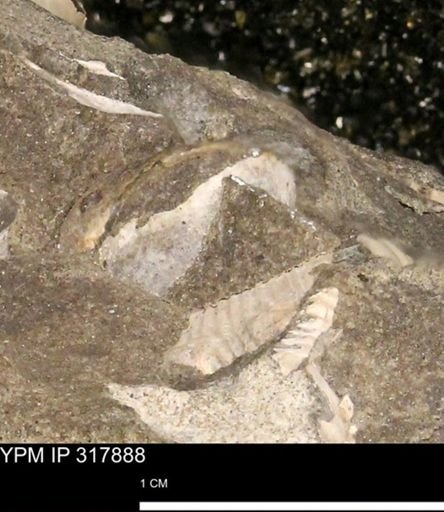 Hoploscaphites sp.