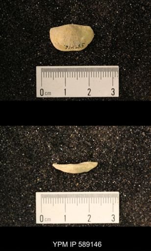 Sowerbyella sp.