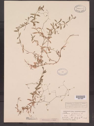 Stellaria graminea