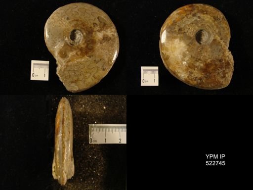 Darellia laevis