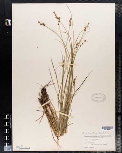 Carex sterilis