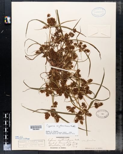 Cyperus erythrorhizos